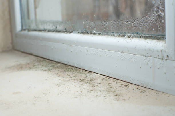 Best Residential Mold Remediation in Monroe, IA